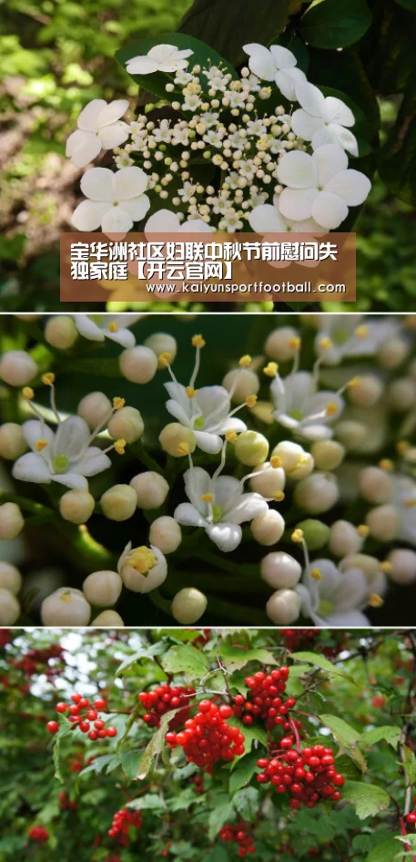 宝华洲社区妇联中秋节前慰问失独家庭【开云官网】(图2) 开云官网